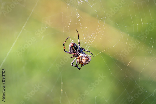 The spider has caught the prey and wraps it in a web. 