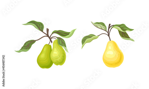 Pear Branch with Hanging Ripe Pomaceous Fruit Vector Set