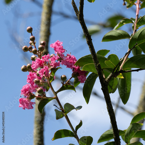 Crape Myrtle or Lagerstroemia indica. Panicles of flowers with carmine-purple and pink crimped petals and brown capsuled fruit on pinkish-gray branches photo