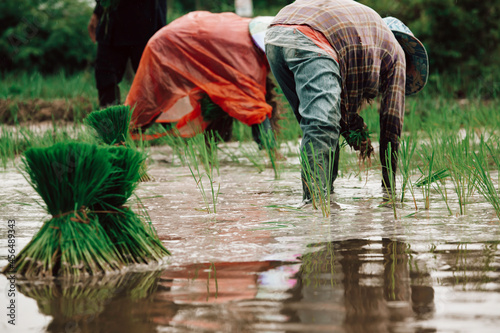 Asian farmers grow rice in the rainy season. They were soaked with water and mud to be prepared