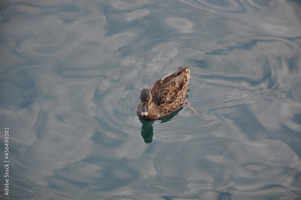 Duck floating on the blue water of Adriatic Sea close-up. Female mallard duck floating on the water. Duck floating on the blue water of Adriatic Sea close-up. Female mallard duck floating on the water.