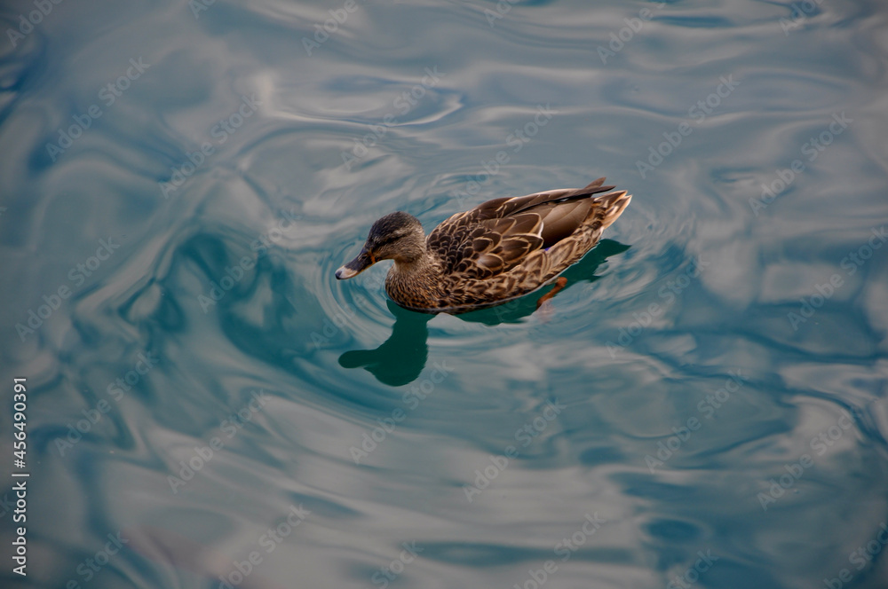 Duck floating on the blue water of Adriatic Sea close-up. Female mallard duck floating on the water. Duck floating on the blue water of Adriatic Sea close-up. Female mallard duck floating on the water.