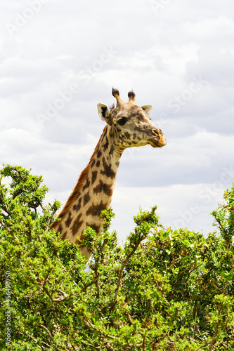 A profile of a Masai giraffe appearing between trees in the African savanna  Masai Mara National Reserve  Kenya 