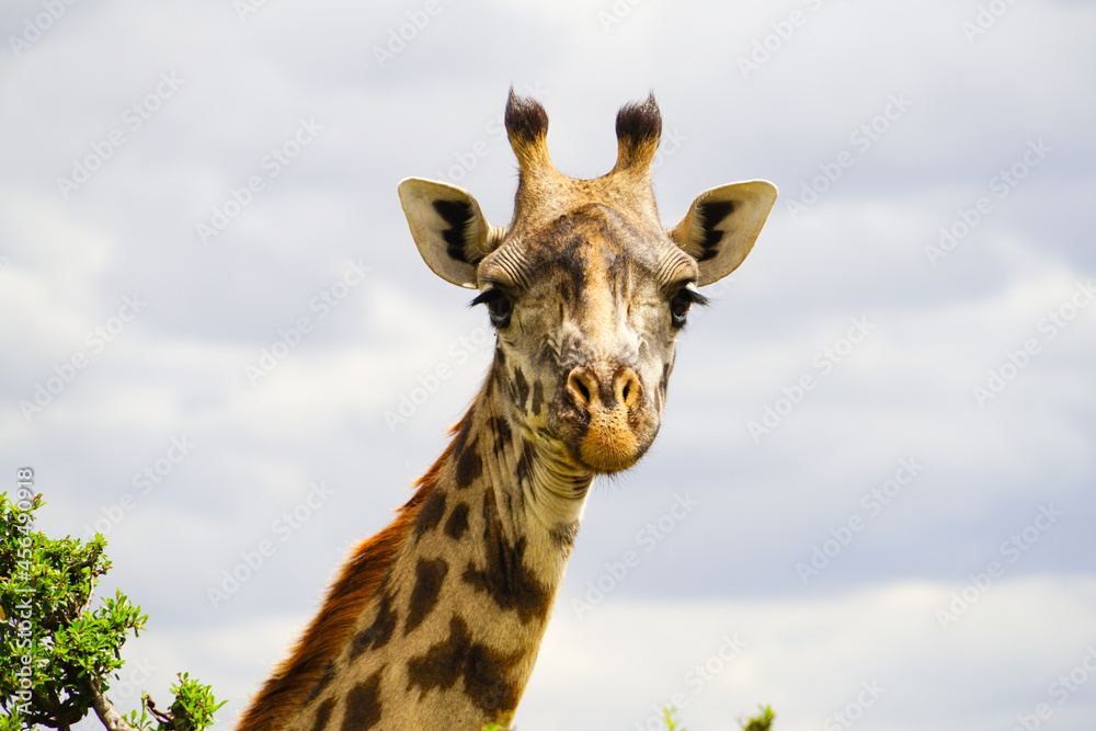 A cute wild Masai giraffe in the African savanna
Front / Close-up (Kenya, Masai Mara National Reserve) A cute wild Masai giraffe in the African savanna
Front / Close-up (Kenya, Masai Mara National Reserve)