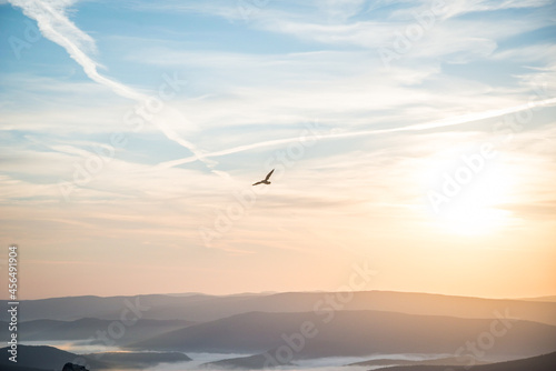 birds flying in the sky