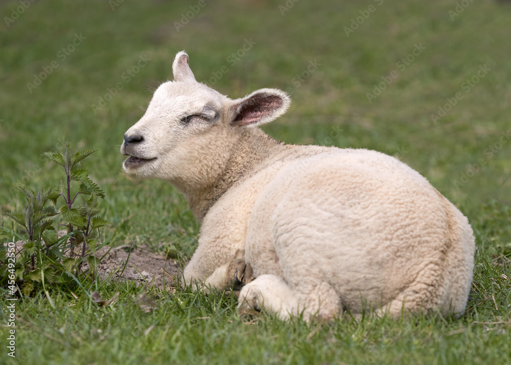 White young lamb lying in the meadow 