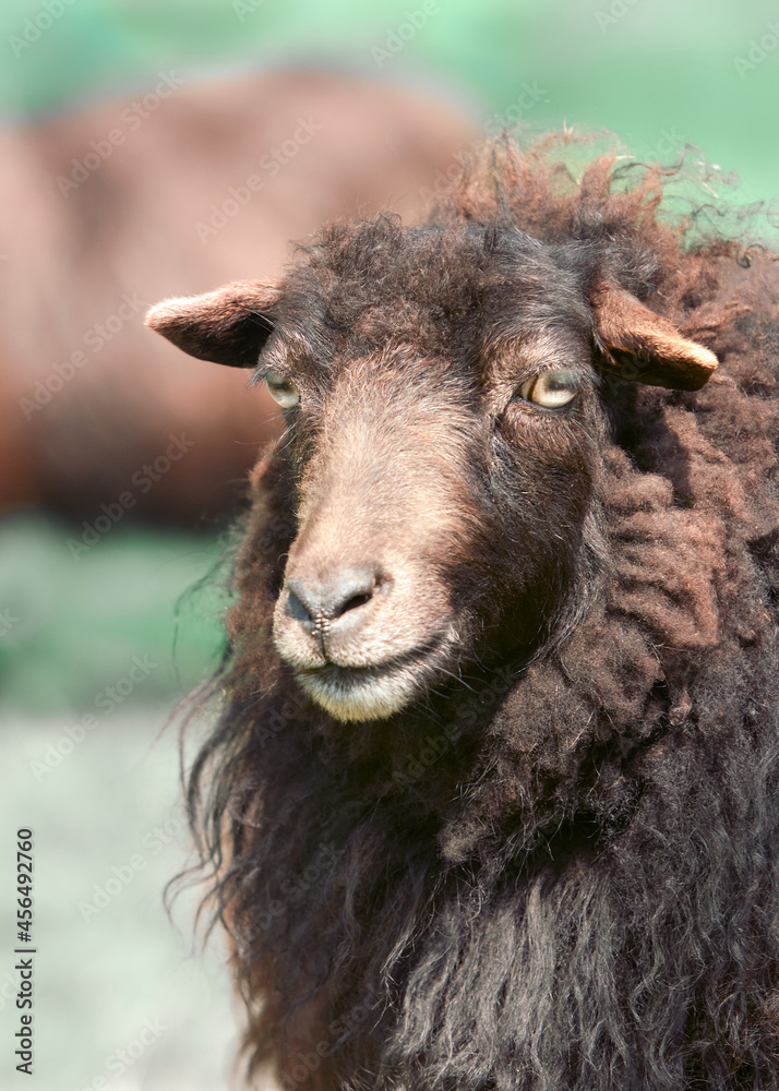 Close up portrait of a female brown ouessant sheep
