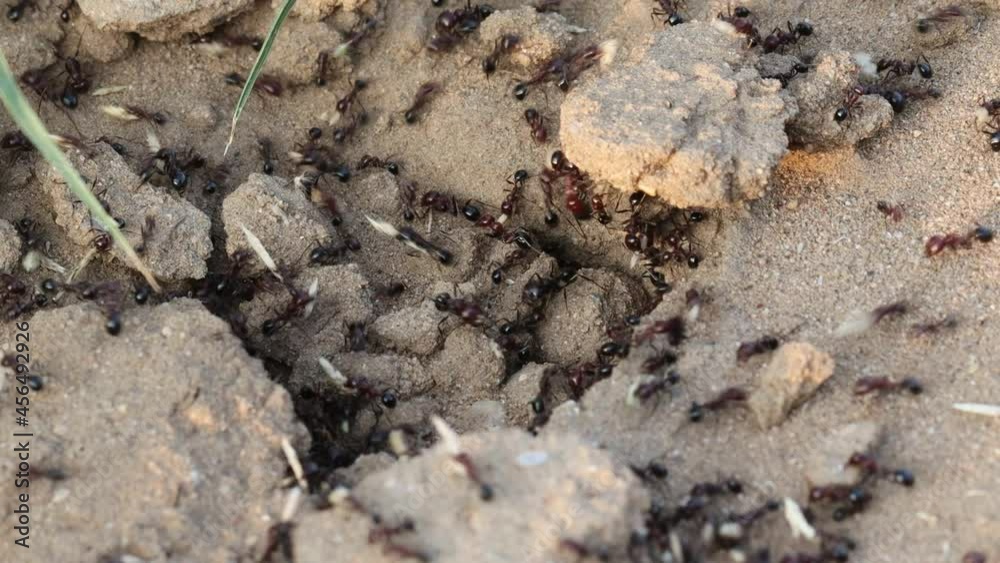 a large group of ants carrying grass seeds and leaves inside the anthill as food a large group of ants carrying grass seeds and leaves inside the anthill as food