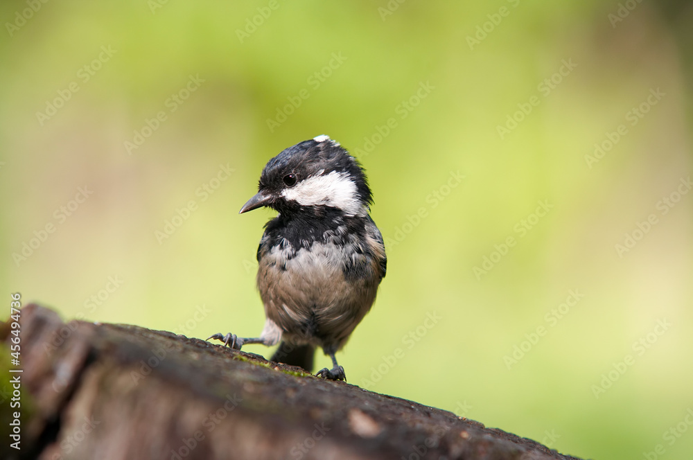Obraz premium Coal tit on a tree stump