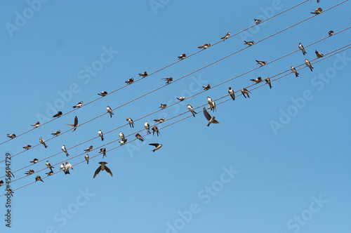 Swallows on wires of power line