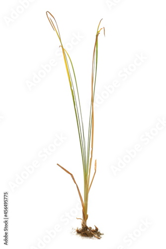 Cane  reed leaves  isolated on white background and texture