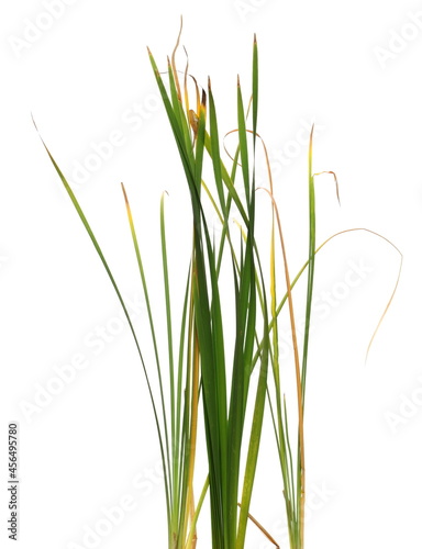 Cane  reed leaves  isolated on white background and texture