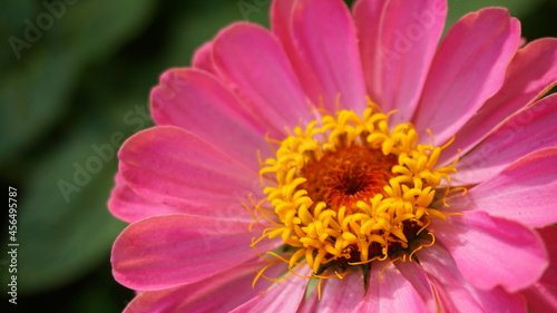 pink flower zinnia cottage garden flower bed macro