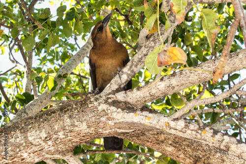 Capuchinbird perched on a branch photo