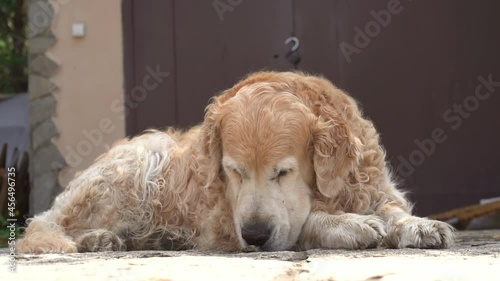 Slow-motion shot of a Labrador retriever lying on the porch near the door, spitting out a stone. Popular dog breeds on summer holidays. High quality 4k footage photo