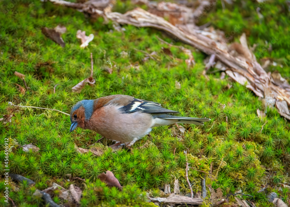 Cinteza Fringilla coelebs. Bird in the grass Cinteza Fringilla coelebs. Bird in the grass