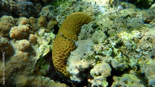 Small knob coral (Plesiastrea versipora) and Lesser star coral (Goniastrea edwardsi) undersea, Red Sea, Egypt, Sharm El Sheikh, Nabq Bay photo