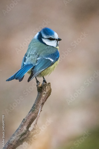 Eurasian Blue Tit Cyanistes caeruleus. Blue tit on the branch. Blue bird on a branch.  © mariusgabi