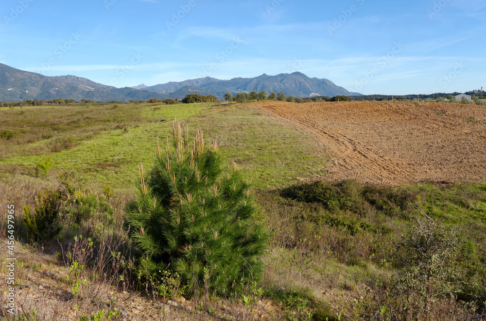 Agricultural fields of Linguizzetta village in the Costa Serana hills. Corsica island