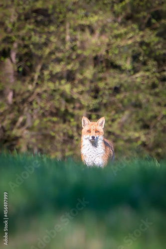 Red fox vulpes. Fox hunting in the woods