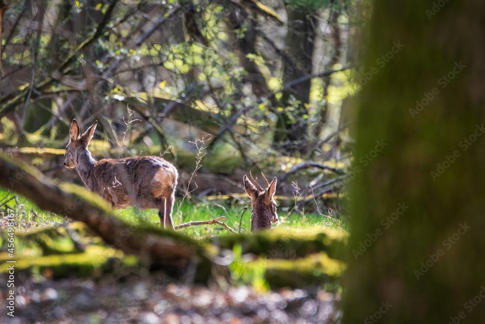 Deer in the forest. Deer in the morning through the forest. (Capreolus capreolus)