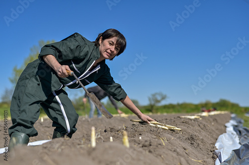 Female farm worker harvest asparagus in the field