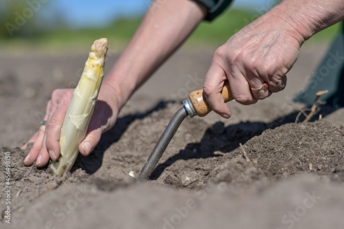 Farm workers harvest asparagus in the field