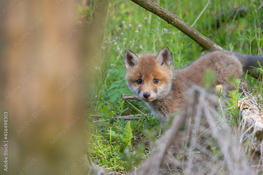 Fototapeta premium Fox puppies in the woods. Red fox vulpes