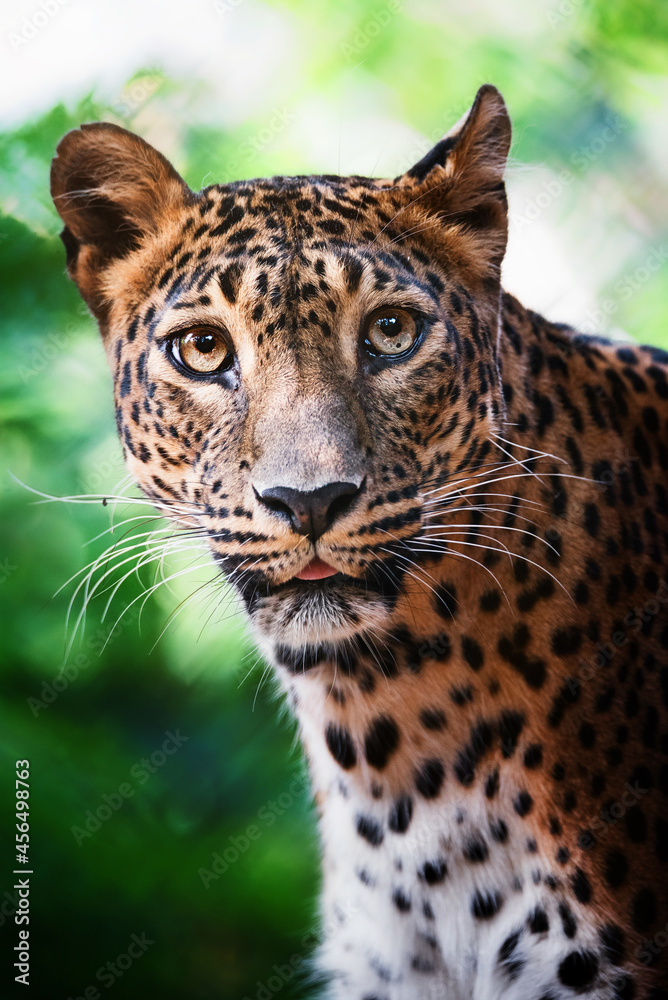 Obraz premium Ceylon leopard (Panthera pardus kotiya) detail portrait