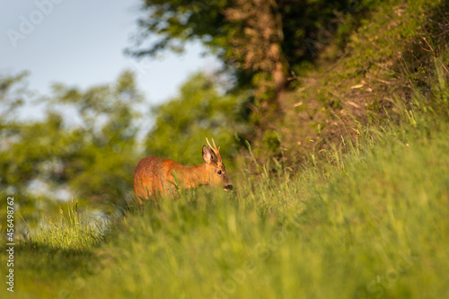Fototapeta Naklejka Na Ścianę i Meble -  Deer in the morning and sunrise. Silhouette of a deer. (Capreolus capreolus)