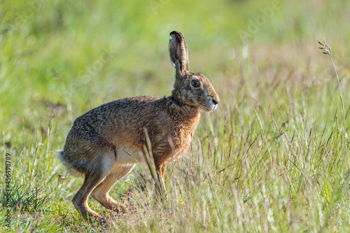 Rabbit in the grass. Rabbit in the woods