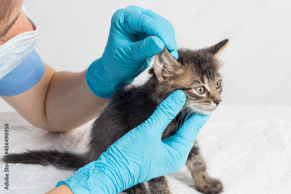The veterinarian examines the kitten's ear. Ear parasites, otitis