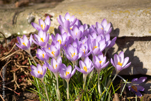 Purple crocus flowers at the border. Spring in the city photo