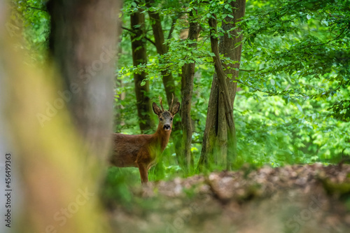 Deer in the forest. Deer in the morning through the forest. (Capreolus capreolus)