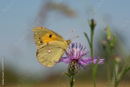 farfalla sopra un fiore prende il nettare © coloroby