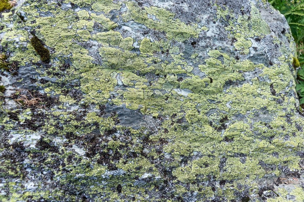 Green lichens on the rock. Natural background