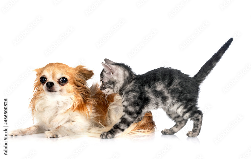 bengal kitten and chihuahua in studio bengal kitten and chihuahua in studio