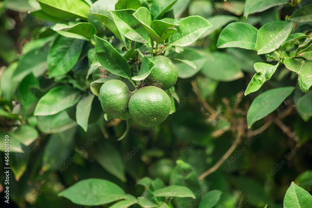 Mandarine tree with green fruits. Organic and healthy food