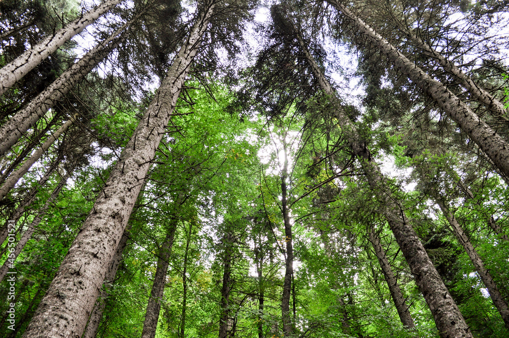 Fototapeta premium forest fooforest footpath camping area and laketpath camping area and lake