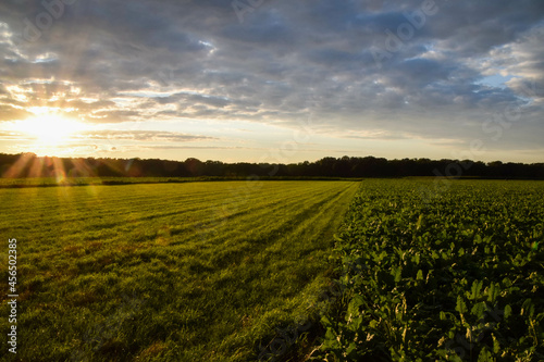 golden hour during sunset illuminates an agricultural field in the province of Limburg with beautiful sun rays © R