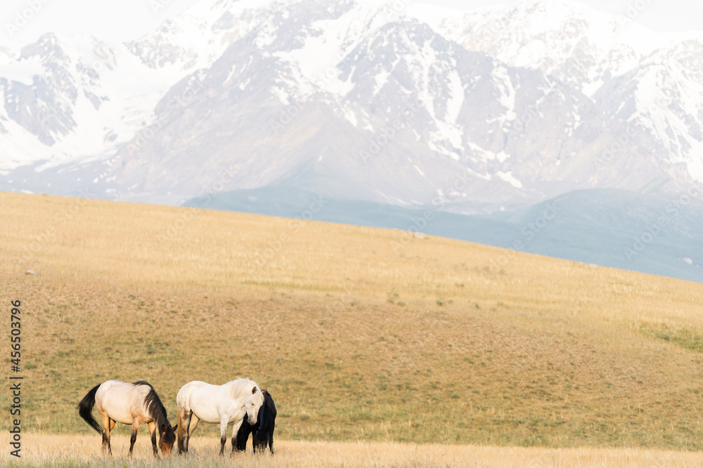 Three horses stand on the lawn in the mountains. Three wild horses against the backdrop of a mountain landscape Three horses stand on the lawn in the mountains. Three wild horses against the backdrop of a mountain landscape