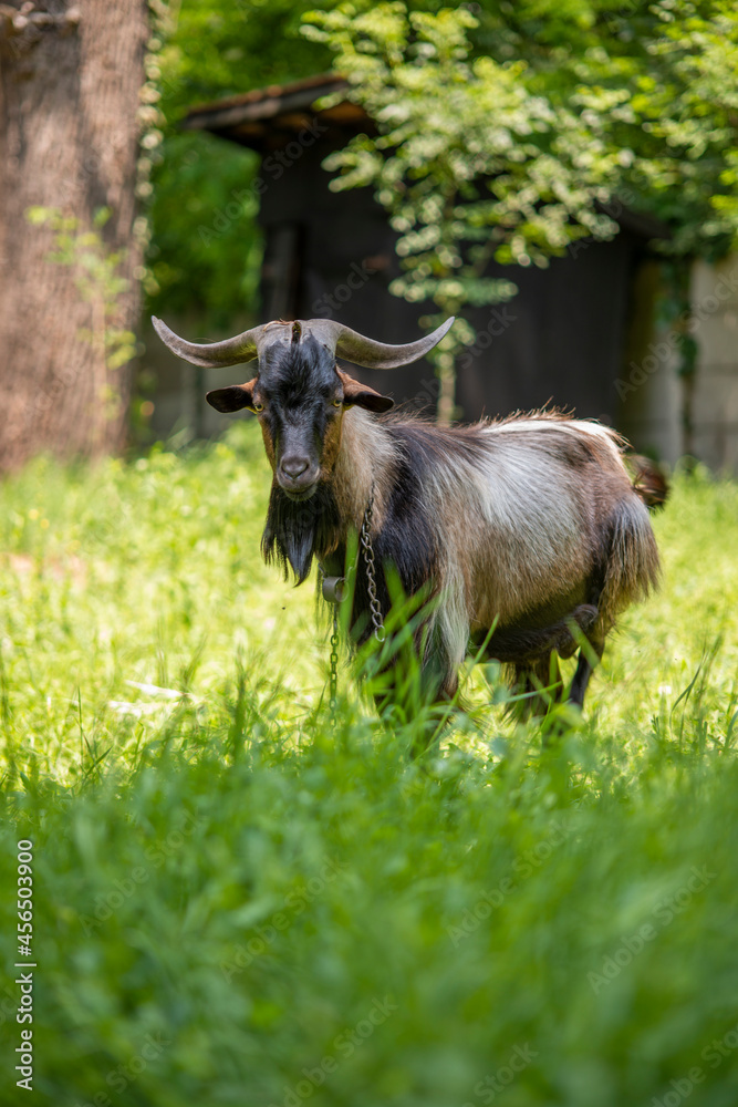 Chained goat grazing in a grassy field Chained goat grazing in a grassy field
