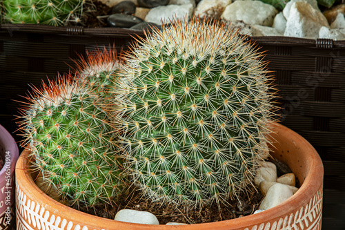 Pot with matucana cactus filled with spikes photo