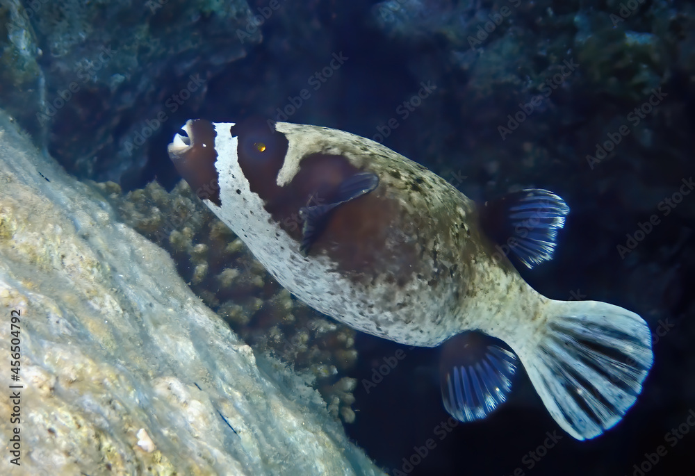 Masked puffer fish, scientific name is Arothron diadematus, it belongs