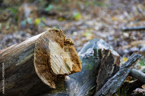 The cut of a log in the forest sawn off with a chain saw.