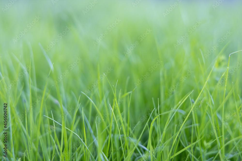 Green fresh uncut grass on the lawn illuminated by the sun. Blurred photo with strong bokeh. Green fresh uncut grass on the lawn illuminated by the sun. Blurred photo with strong bokeh.