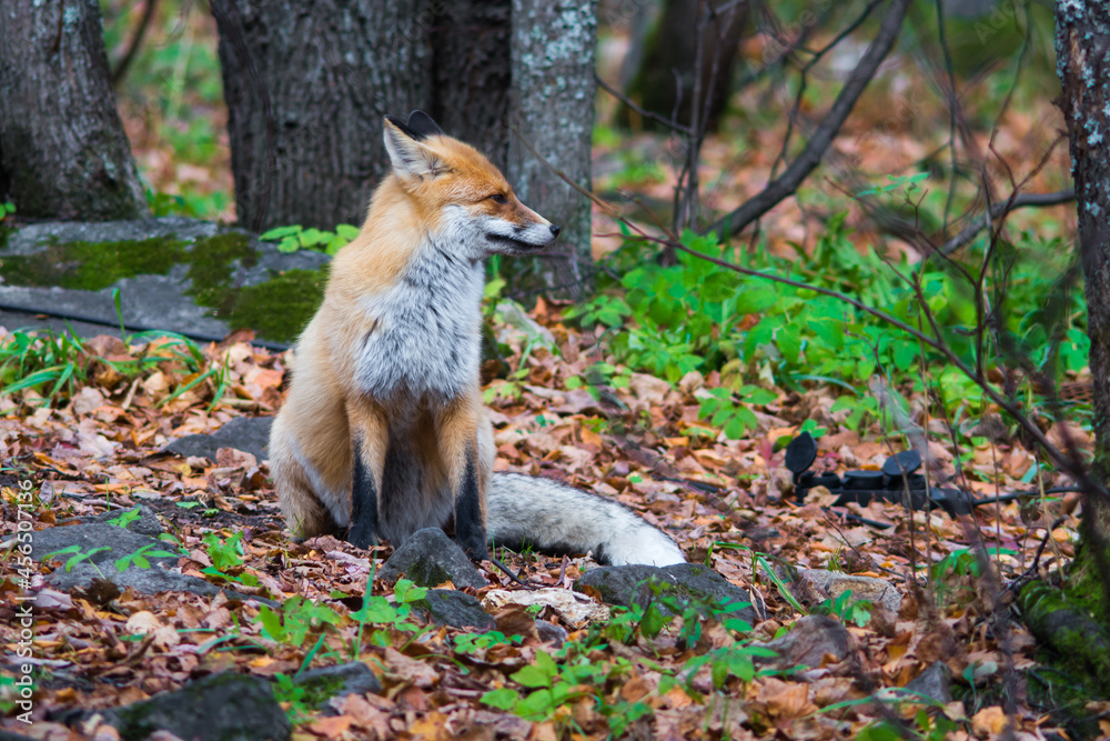 Fototapeta premium red fox in the wild