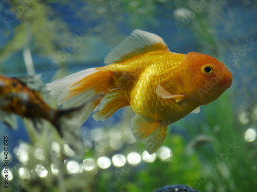 The swimming goldfish looks very beautiful accompanied by several types of fish which are also beautiful in very clear water