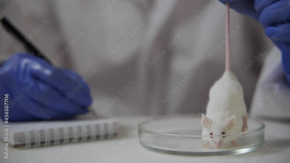 The laboratory assistant holds the mouse by the tail over the petri dish and conducts an examination, and then writes down the indicators in a notebook. Animal experiments, scientific test. Close-up The laboratory assistant holds the mouse by the tail over the petri dish and conducts an examination, and then writes down the indicators in a notebook. Animal experiments, scientific test. Close-up