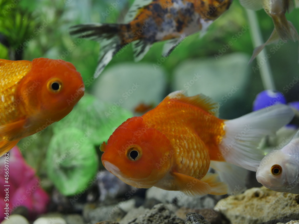 The swimming goldfish looks very beautiful accompanied by several types of fish which are also beautiful in very clear water The swimming goldfish looks very beautiful accompanied by several types of fish which are also beautiful in very clear water
